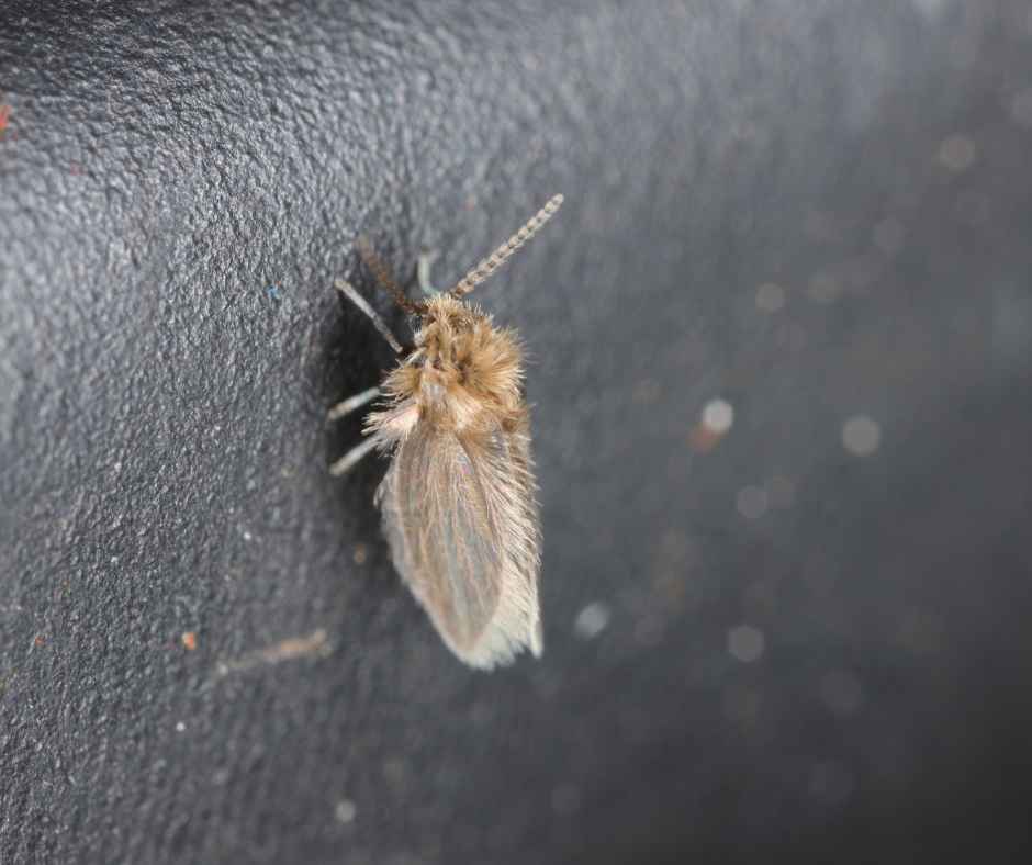 A zoomed-in photo of a drain fly